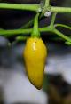 Habanero, Pointed Yellow