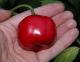 Red Peruvian Rocoto