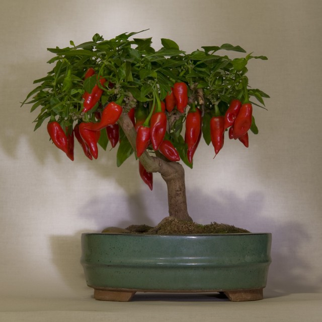 pepper tree bonsai