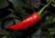 Thai Dragon