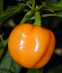 Habanero, Orange