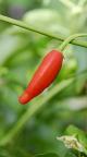 Inca Red Drop
