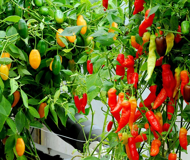 Fatalii's Growing Guide - Growing chiles with hydroponics!