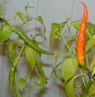 Cayenne