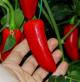 Jalapeno Hercules