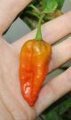 Naga Morich