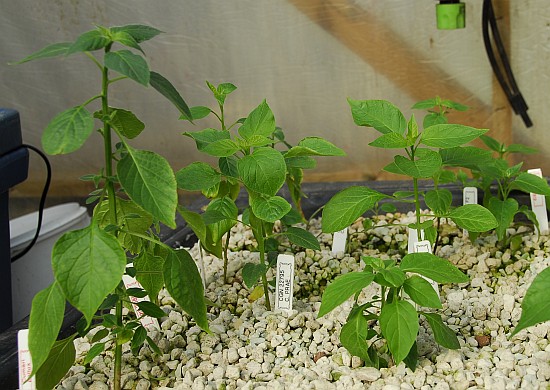 Fatalii's Growing Guide - Growing chiles with hydroponics!