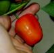 Rocoto de San Isidro