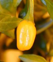 Short Yellow Tabasco