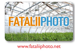 Thousands and thousands of chile pictures to browse. From bonsai chile hobby growing indoors to commercial growing in gigantic greenhouses.