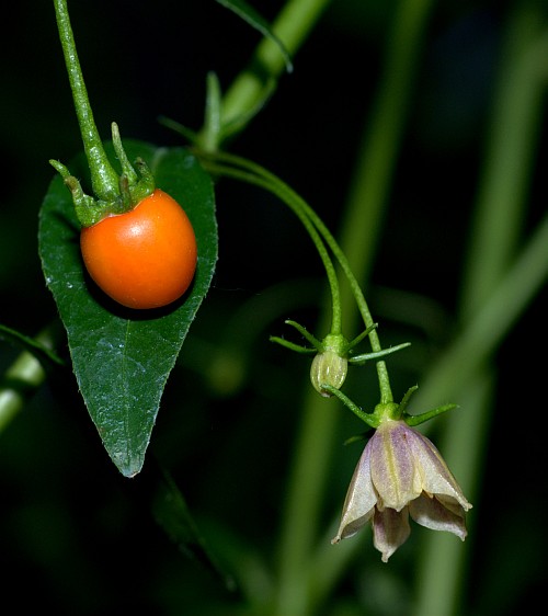 C. Lanceolatum pod and flower.