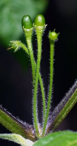 Imature praetermissum pods