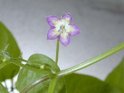 Cumari flower