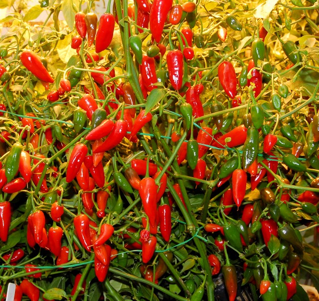 LIVE Pepper Fresno Chili aka Capsicum annuum Vegetable Plant Fit 4" Pot