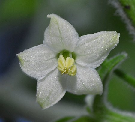 Galapagoense flower