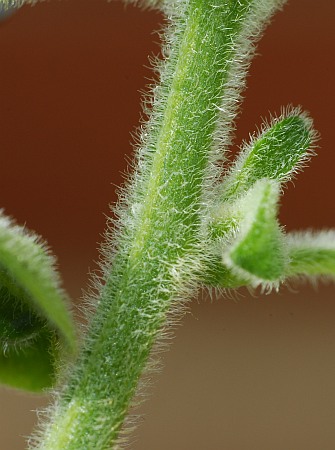 Hairy galapagoense stems