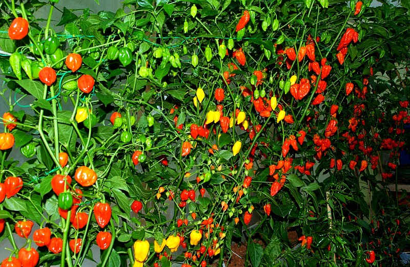 Fatalii S Empire Growing Chiles With Hydroponics