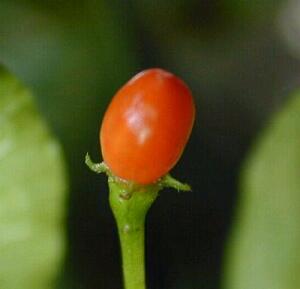 C. praetermissum pod