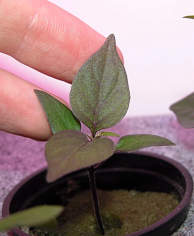 Seedling